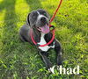 adoptable Dog in , IL named CHAD
