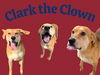 adoptable Dog in  named CLARK