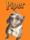 adoptable Dog in , IL named PIPER