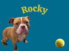 adoptable Dog in , IL named ROCKY