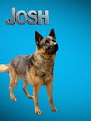 adoptable Dog in bloomington, IL named JOSH