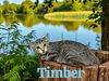 adoptable Cat in bloomington, IL named TIMBER