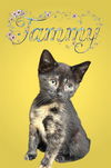 adoptable Cat in bloomington, IL named TAMMY
