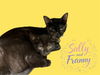 adoptable Cat in bloomington, IL named FRANNY