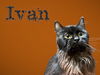 adoptable Cat in bloomington, IL named IVAN