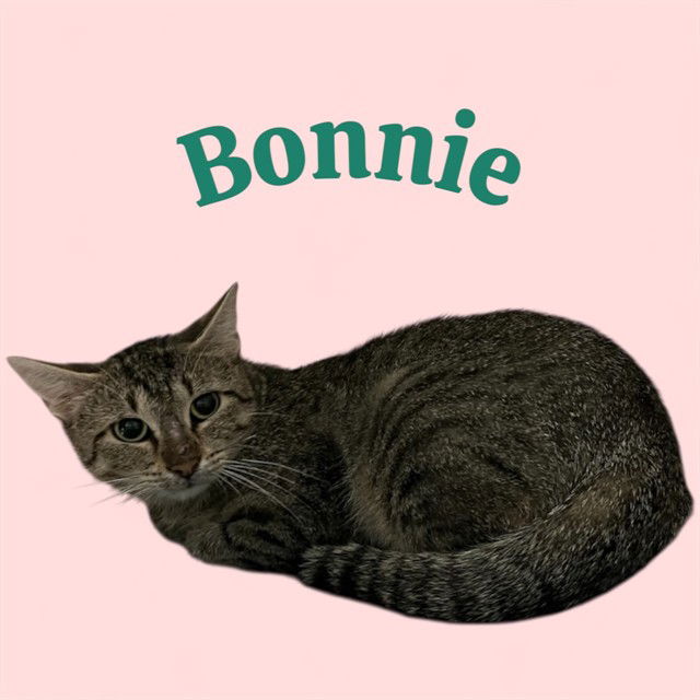 adoptable Cat in Bloomington, IL named BONNIE