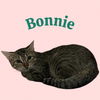 adoptable Cat in , IL named BONNIE