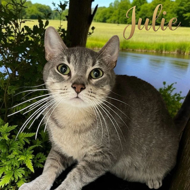 adoptable Cat in Bloomington, IL named JULIE