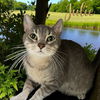 adoptable Cat in bloomington, IL named JULIE