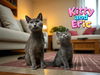 adoptable Cat in bloomington, IL named KITTY