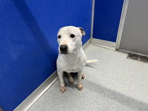 picture of the dog needing adoption
