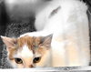 SPARKY - Photo 1