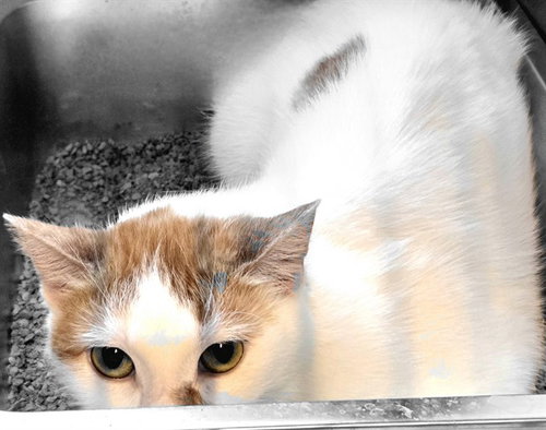 SPARKY - Domestic Short Hair available for adoption