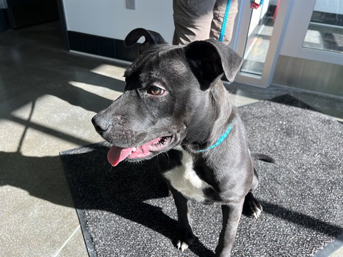RILEY, an adoptable Labrador Retriever in Bloomington, IL