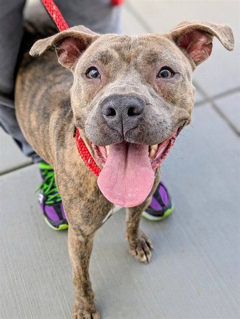 picture of the dog needing adoption