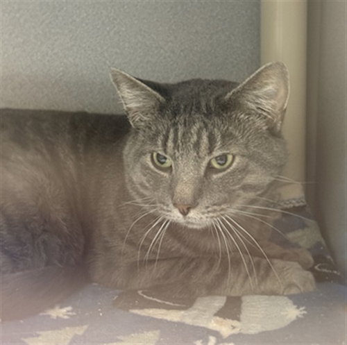 SPICY MAC, an adoptable Domestic Short Hair in Bloomington, IL