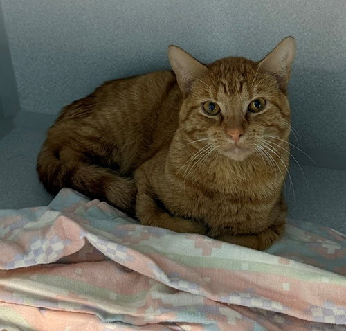 CRUSH, an adoptable Domestic Short Hair in Bloomington, IL