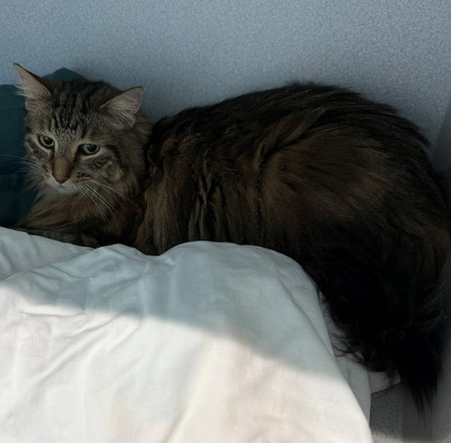 HELSA, an adoptable Domestic Long Hair in Bloomington, IL