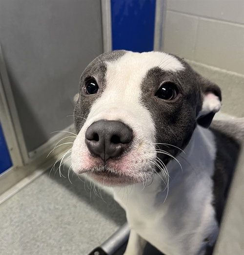 VINCENT VAN GO, an adoptable Pit Bull Terrier in Bloomington, IL