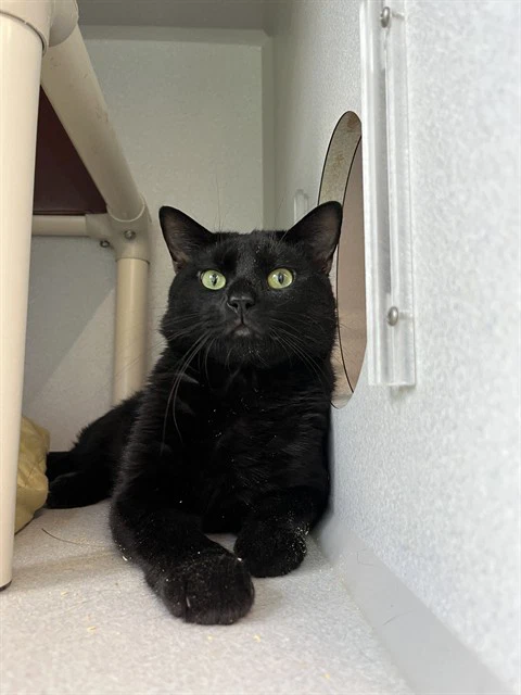 Simon