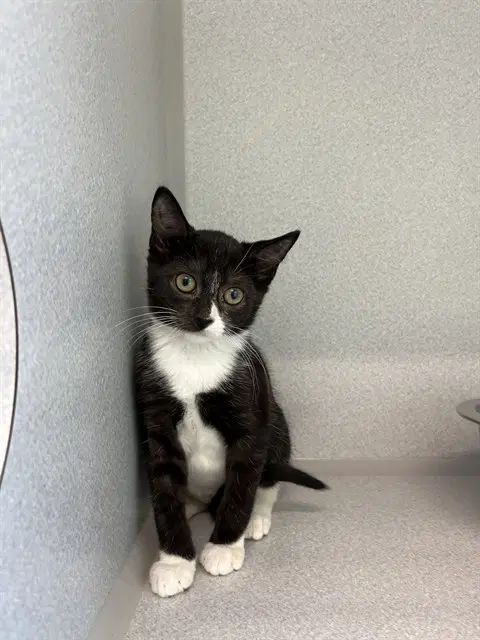 Unknown - Domestic Short Hair