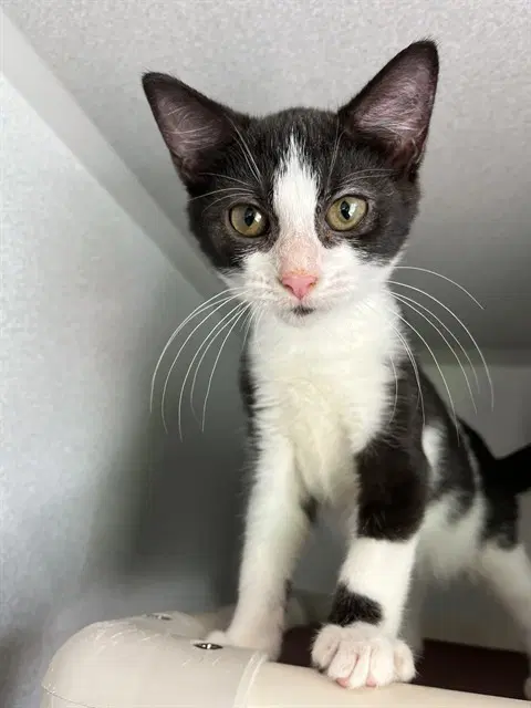 Unknown - Domestic Short Hair