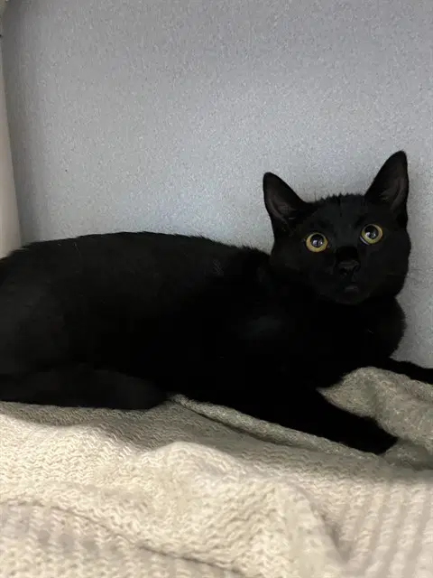 Unknown - Domestic Short Hair