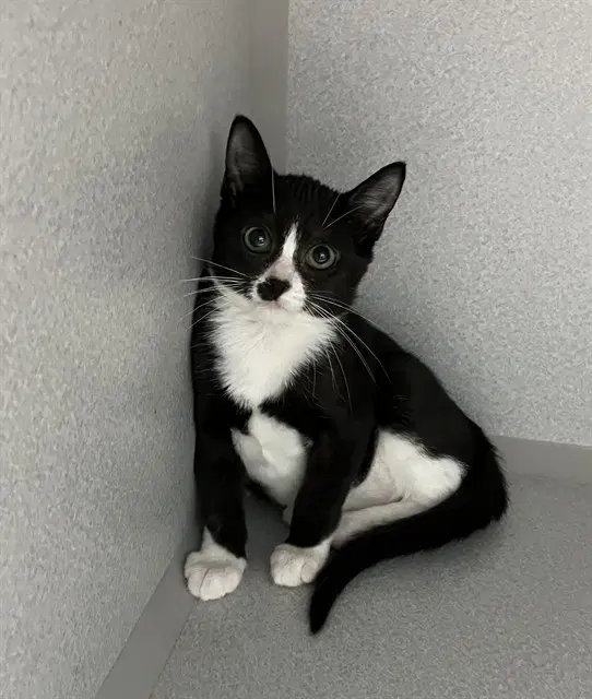 Unknown - Domestic Short Hair