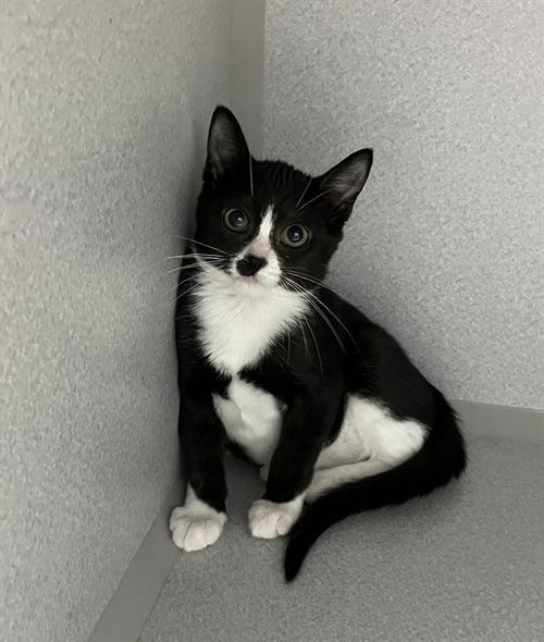 picture of the cat needing adoption