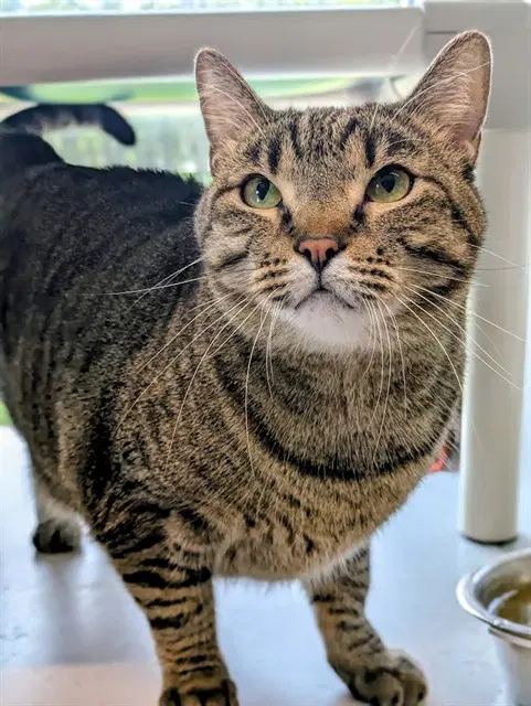 Lisa - Domestic Short Hair