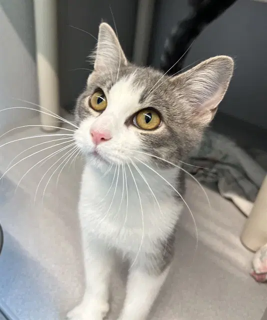 Pearl - Domestic Short Hair