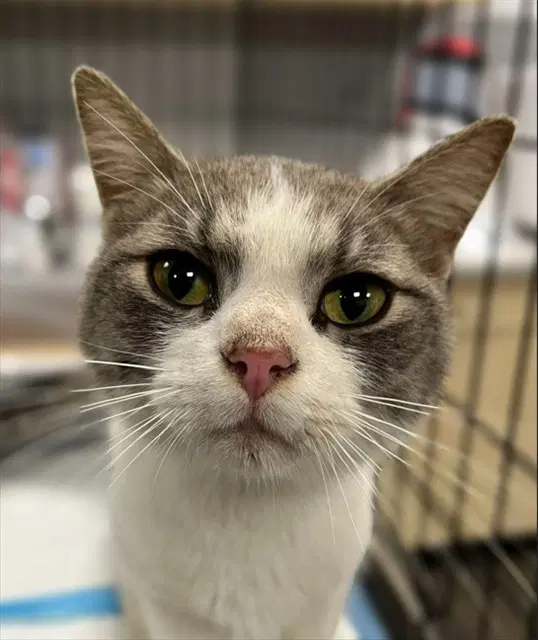 Hawkeye - Domestic Short Hair