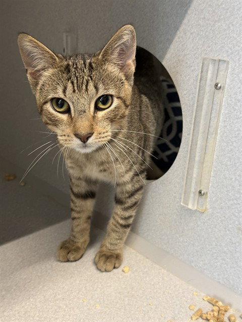 DANE, a cat for adoption from McLean County Animal Control Center