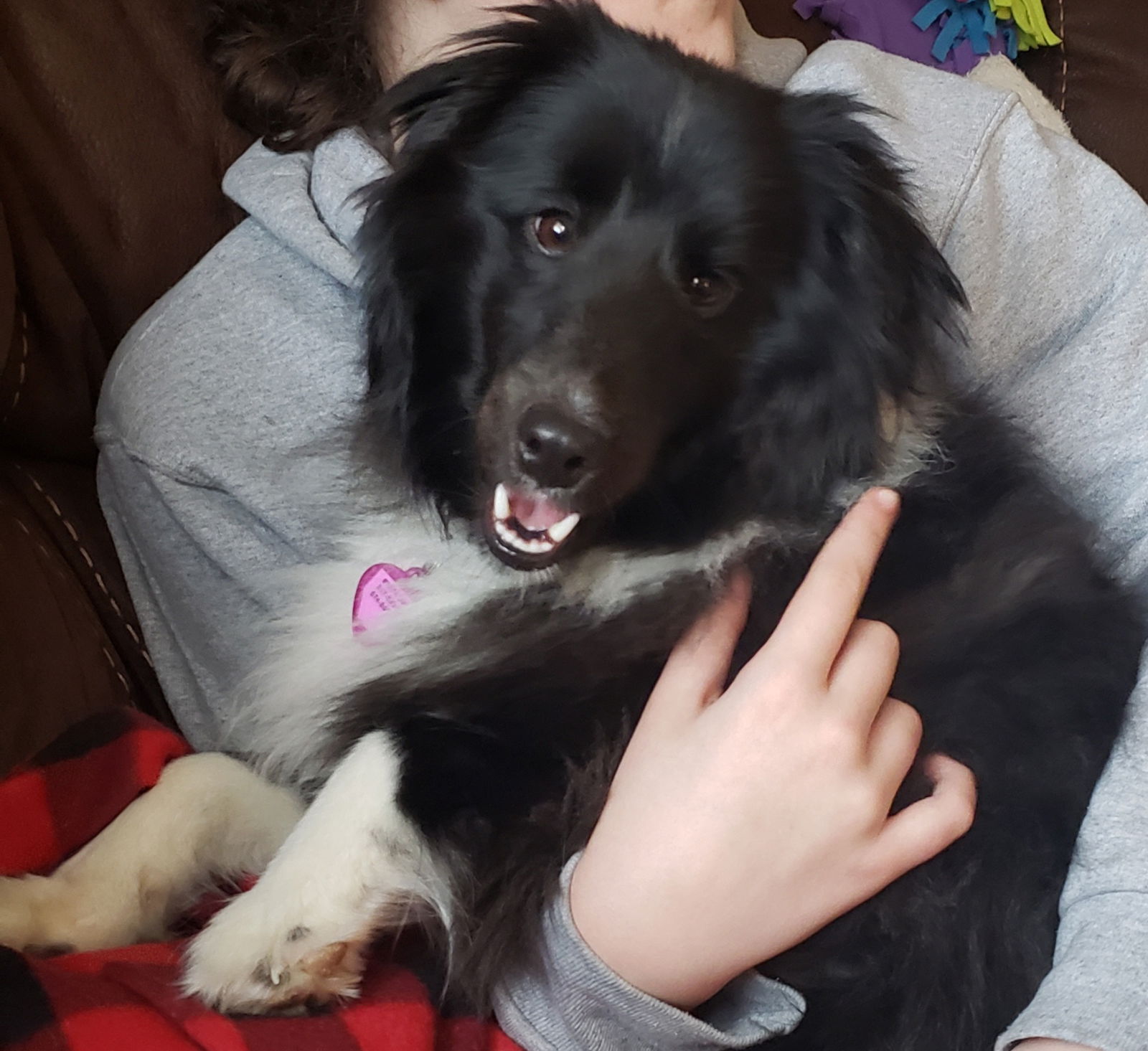 Sheltie best sale lab mix