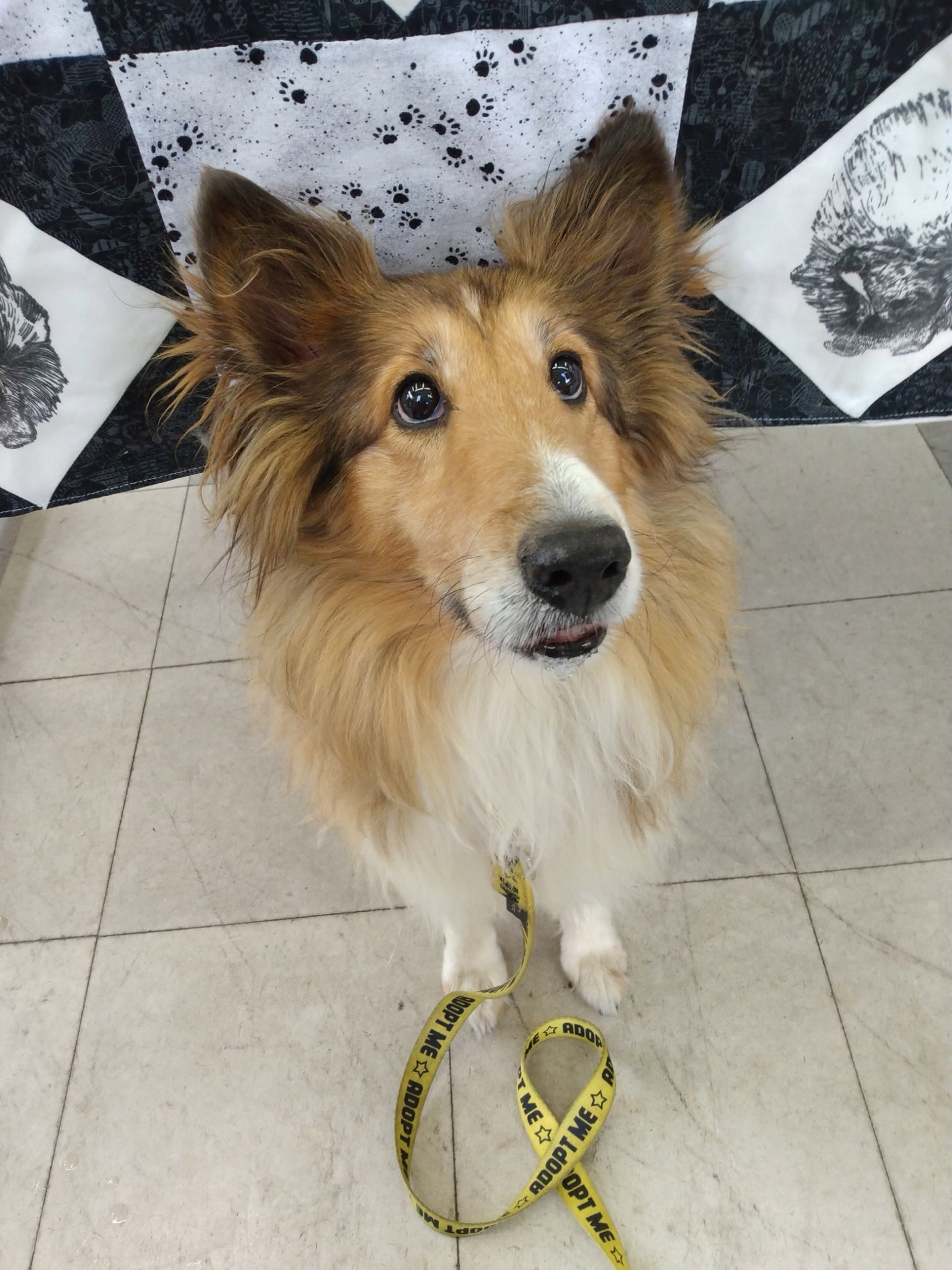 sheltie teddy