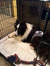 Barney 1307