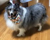 Izzy 1318