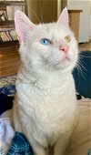 adoptable Cat in valley, AL named Snowball
