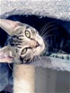 adoptable Cat in hanover, PA named Madeline