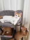 Elijah (sibling pair, brother Marcel)