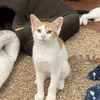 Elijah (sibling pair, brother Marcel)