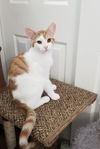 Elijah (sibling pair, brother Marcel)