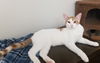 Elijah (sibling pair, brother Marcel)