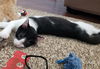 Marcel (sibling pair, brother Elijah)