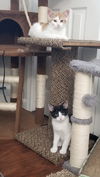 Marcel (sibling pair, brother Elijah)