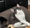Marcel (sibling pair, brother Elijah)