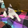 Marcel (sibling pair, brother Elijah)