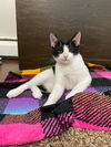 Marcel (sibling pair, brother Elijah)