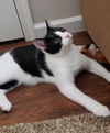 Marcel (sibling pair, brother Elijah)