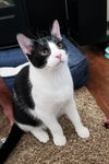Marcel (sibling pair, brother Elijah)
